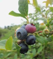 Blueberry Uruguay