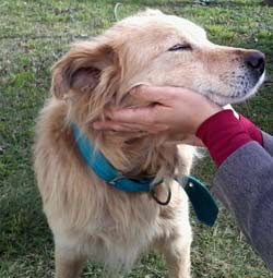 Dog - Golden Retriever - Explore-Uruguay.com