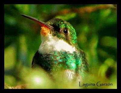 Laguna Garzon Uruguay