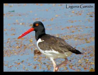 Laguna Garzon Fauna