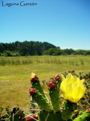 Laguna Garzon Flora