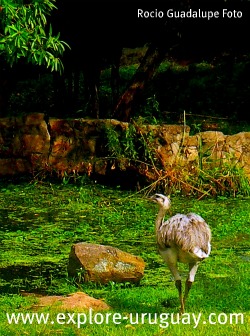 Reserva del Cerro Pan de Azúcar.