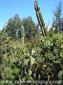 Lussich Park Uruguay